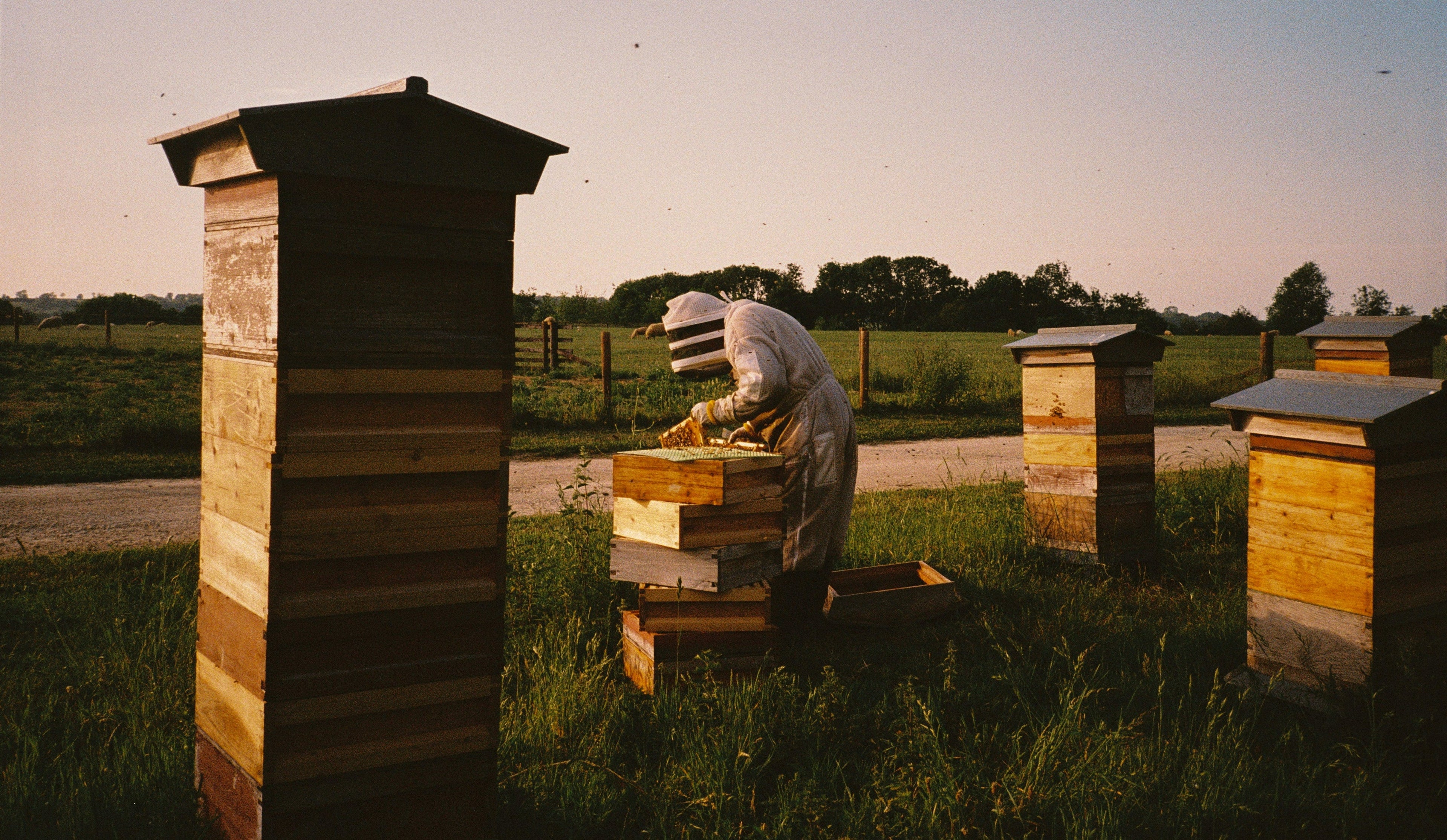 A person in a white beekeeping suit tends to a wooden beehive box outdoors in a grassy field, with several hive boxes and trees in the background under a pale sky.